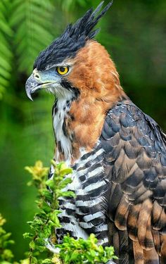 a large bird sitting on top of a lush green tree covered forest filled with lots of leaves