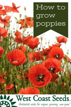 red flowers with the words how to grow poppies in front of it and an image of