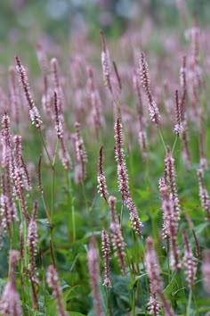 some very pretty pink flowers in the grass