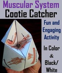 an origami cube with the words muscular system on it and instructions for how to fold