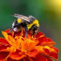 a bee sitting on top of an orange and yellow flower with its wings spread out