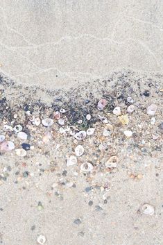 the sand is covered with shells and seaweed