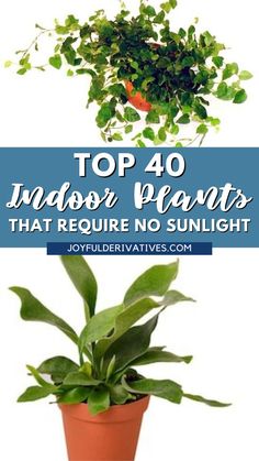 Uncover an array of indoor plants that flourish even without sunlight! Explore options from resilient ZZ Plants to captivating Chinese Evergreens. Ideal for beginners, these low-light houseplants have the ability to inject life into any space. Dive into the world of shade plants that aren't dependent on direct sunlight. Start your journey towards finding the ideal plant companions for your sunshine-free spots at home today! Plant Companions, Houseplants Low Light, Best Indoor Plants, Diy Pins, Inspiring Things, Diy Renovation