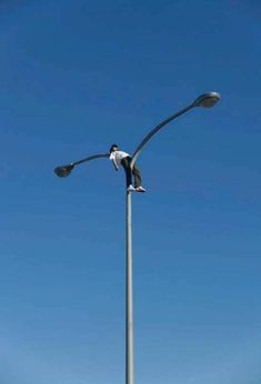 a man is hanging upside down on a street light pole