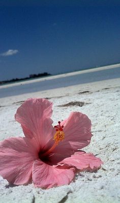 a pink flower sitting on top of a sandy beach next to the ocean with a blue sky