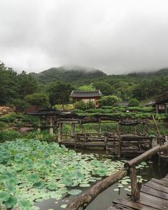 a wooden bridge over water with lily pads in front of a building and trees on the other side