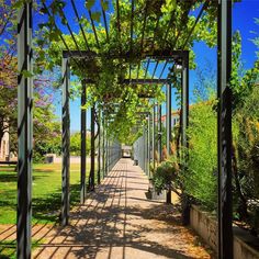 the walkway is lined with trees and plants