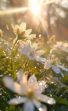 the sun shines brightly on some white flowers in the grass with water droplets all over them