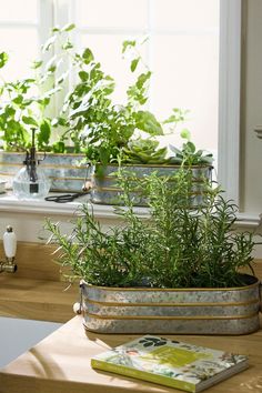 some plants are growing in a pot on the kitchen counter next to a sink and window