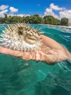 a person is holding a sea urchin in the water with trees in the background