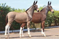 two horses standing next to each other on a road with bushes in the back ground