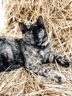 a black cat laying on top of dry grass next to some straw bales with one eye open