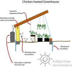 the diagram shows how chicken - heated greenhouse works