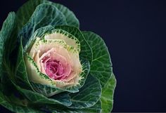 a close up view of a green and pink flower