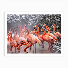 a group of pink flamingos standing in the snow