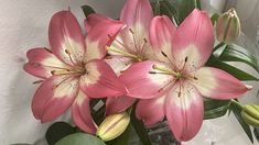 pink and white flowers are in a vase