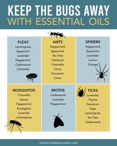 Do you have bugs in your home and want to get rid of them without chemicals? Try these essential oils for pest control and get rid of insects. Ant Spray Essential Oils, Essential Oils For Ants, Essential Oils For Fleas, Essential Oil Bug Repellent, Insect Repellent Essential Oils, Essential Oil Bug Spray, Essential Oil Spray Recipes, 1000 Lifehacks