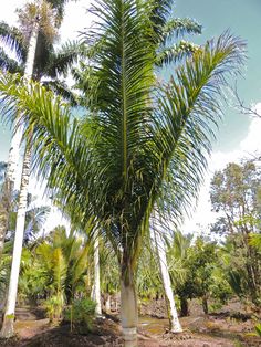 there is a palm tree in the middle of some trees and dirt on the ground