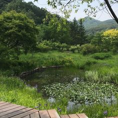 a pond surrounded by lush green grass and trees