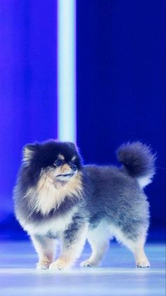 a small dog standing on top of a floor next to a blue wall and purple light