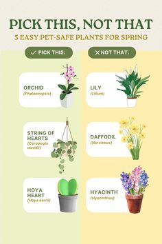 a poster with different types of plants and flowers on it's sides, including the words pick this not that 5 easy pet - safe plants for spring