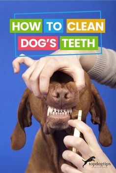 a dog with its mouth open while holding a toothbrush in it's mouth