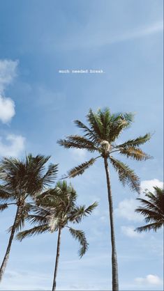 palm trees blowing in the wind under a blue sky