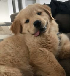 a golden retriever dog laying on the floor with his tongue out and looking at the camera