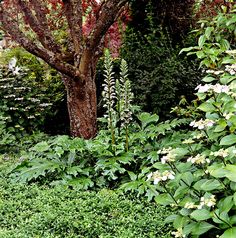 an image of a garden setting with flowers and trees