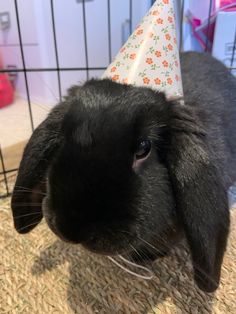 a black bunny wearing a party hat