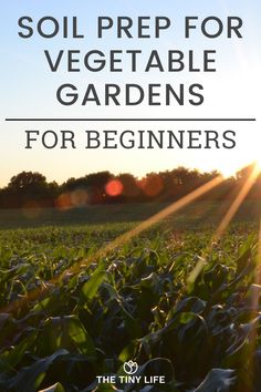 the sun shining over a corn field with text that reads soil prep for vegetable gardens for beginners