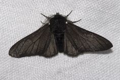 a close up of a black moth on a white surface with dots in the background