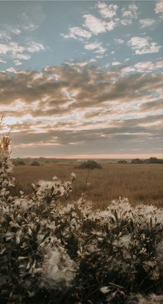 Flowers in foreground with a sunset over the marsh. Aesthetically Pleasing Wallpaper Iphone, Farmhouse Vibes Aesthetic, Asthetic Picture Wallpaper Ios 16, Western Iphone Home Screen, Vintage Western Background, Wallpaper Backgrounds Outside, Authentic Iphone Wallpaper, Western Boho Background, Southern Wallpaper Iphone