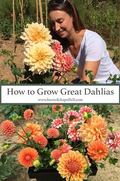 a woman in white shirt and orange flowers with text overlay how to grow great dahls