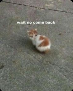 a small kitten sitting on top of a cement floor next to a sidewalk with the words wait no come back