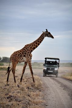 a giraffe walking across a dirt road next to a vehicle in the wild