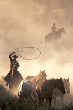 two men on horses with lassos are herding cattle in the foggy field