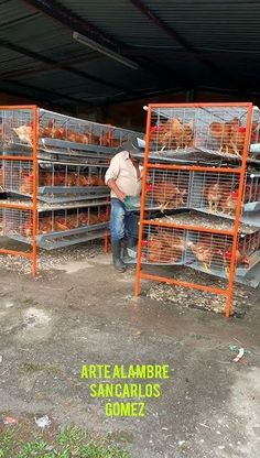 a man standing in front of several cages filled with chickens