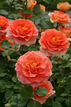 several orange flowers with green leaves in the foreground and one pink flower on the far side