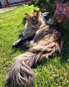 a long haired cat laying in the grass next to a fake animal head on top of a lawn