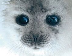 a close up of a cat with blue eyes