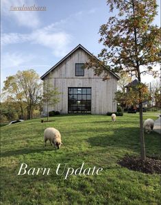 two sheep grazing in front of a barn with the words barn update written on it