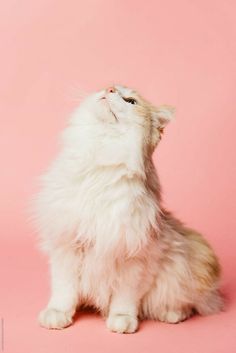 a fluffy white cat sitting on top of a pink background