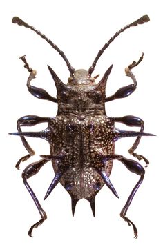 a close up of a bug on a white background