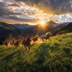 horses running in the mountains at sunset