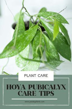 a plant with green leaves on it and the words plant care hoya pubically care tips