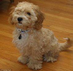 a small white dog sitting on top of a wooden floor