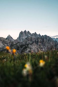 some yellow flowers are in the foreground and mountains in the background