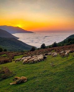 a herd of sheep grazing on top of a lush green hillside under a sunset sky