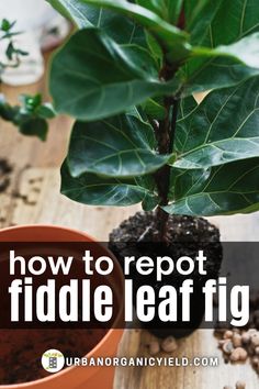 a fiddle leaf plant in a pot with the title how to reppot fiddle leaf figs